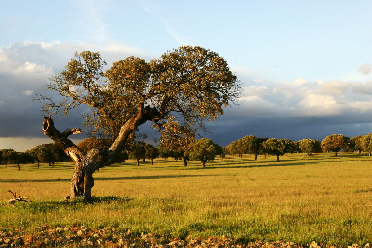 The support to a pipeline in Extremadura and others is the EIB's latest solar play since its landmark shift of energy lending policies. Image credit: Luisangel / Flickr