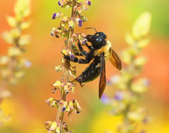 East coast electricity supplier CleanChoice Energy has partnered with Minnesota honey company, Bolton Bees. Source: Jim Bauer, Flickr