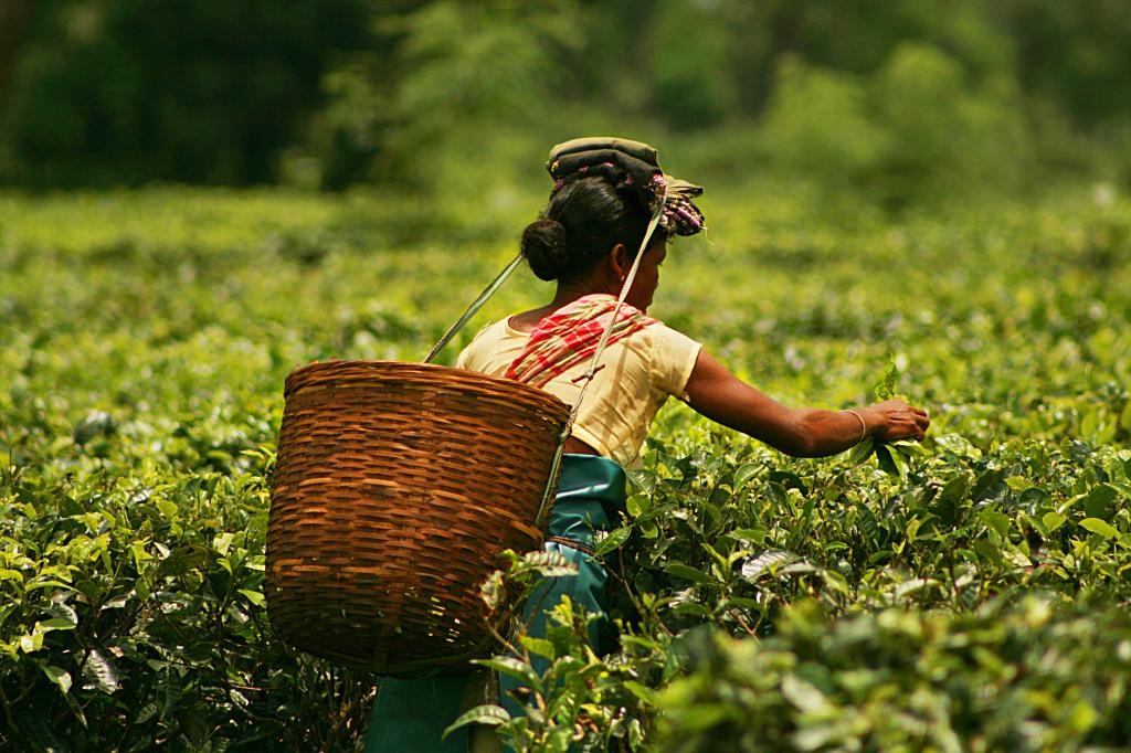 While Northeast States like Assam are famous for tea production, much of the region has been declared forestry and therefore land availability for solar could be a big challenge. Flickr: Akarsh Simha