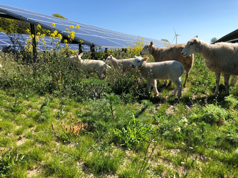 BeGreen's solar sites include tree and bush planting and continued food production. Image: BeGreen