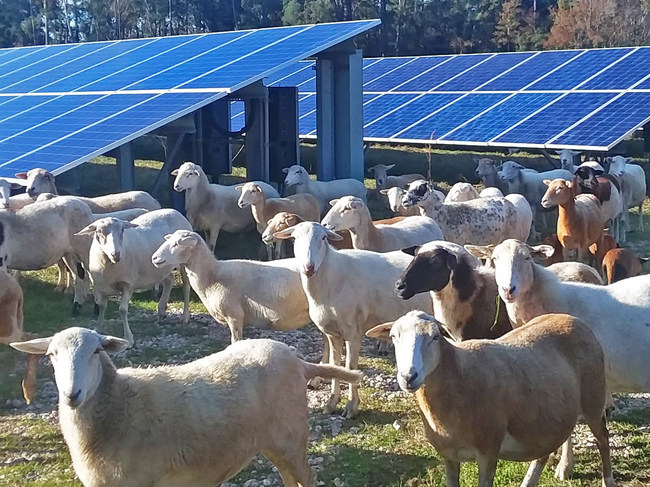 C2 Energy Capital first introduced a flock of sheep at its Jacksonville operation, which provides power to Florida’s largest state utility, in 2018. Source: C2 Energy Capital