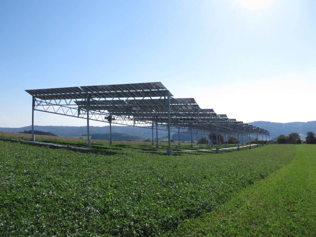 Winter wheat, potatoes, celeriac and clover grass were said to have been the first crops to be tested, using a south-west orientation of the APV system and extra distance between the five meter high rows of bifacial glass-glass PV modules to ensure that the crops were exposed to uniform solar radiation. Image: Fraunhofer ISE