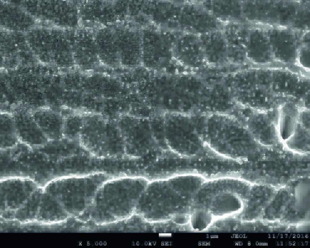 SEM image of interface under 9641A finger that shows optimal amount of silver crystallites. Image: Heraeus