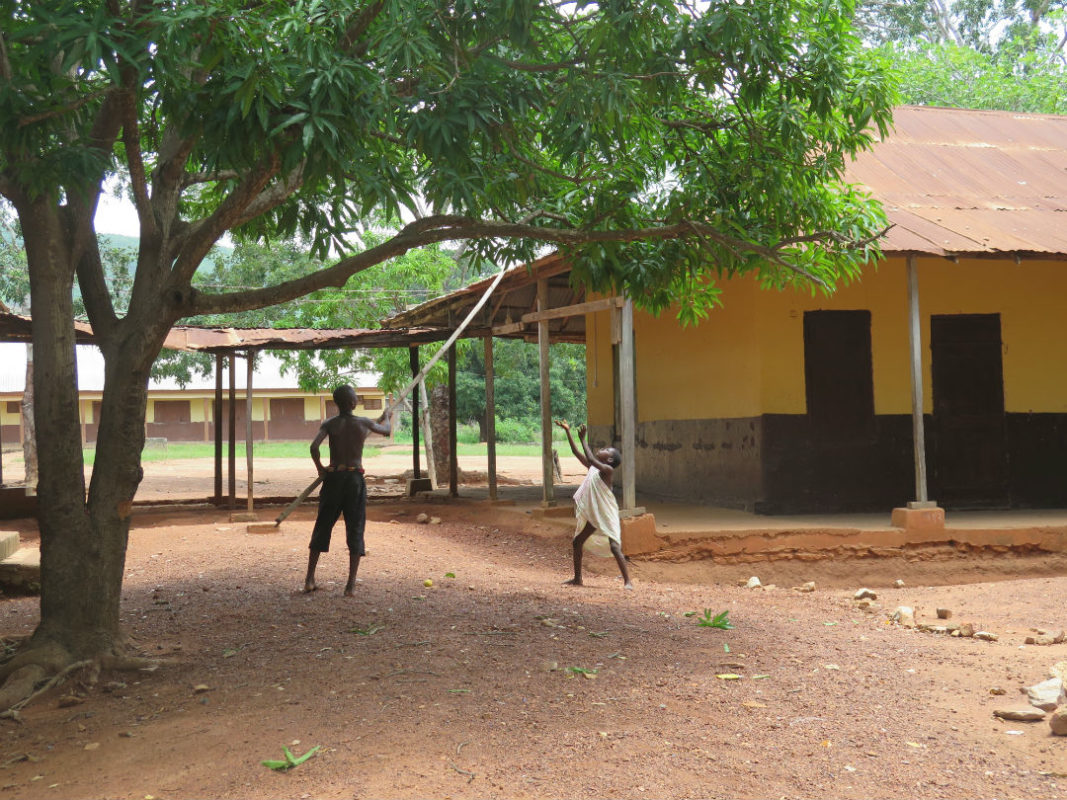 School children on the hunt for Mangoes at Dodowa DA school, Ghana.