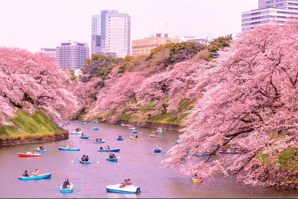 The weighted average tariff of successful bids was JPY12.57/kWh - 0.41 yen less than the previous auction. Image: Yoshikazu Takada  Flickr