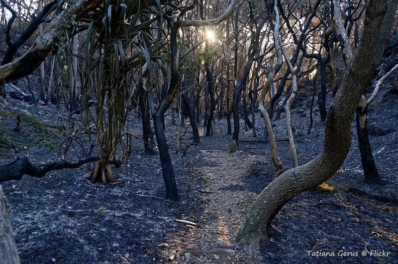 The morning after a bushfire south of Yamba in New South Wales. Credit: Tatters, Flickr 