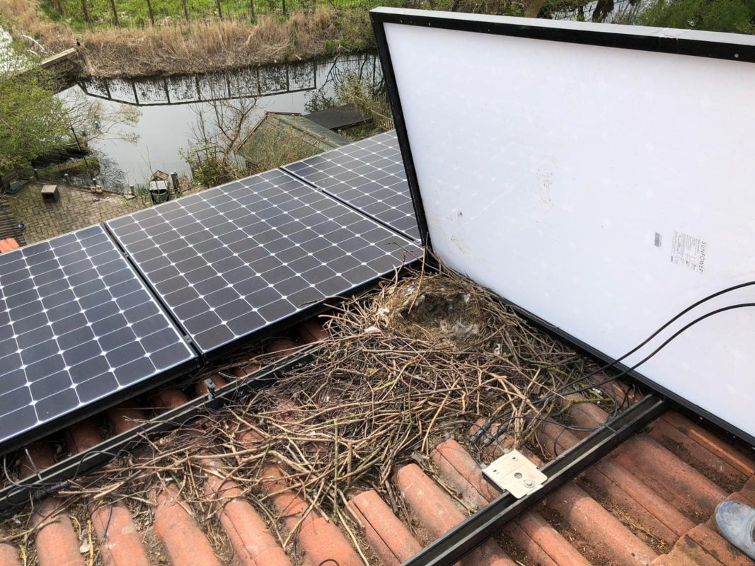 Rooftop PV panels need to be protected against birds, which can nest under an array, causing the output from the panels to decrease when the natural ventilation beneath the panels is restricted by twigs and other nest material. Image: Van der Valk Solar Systems 