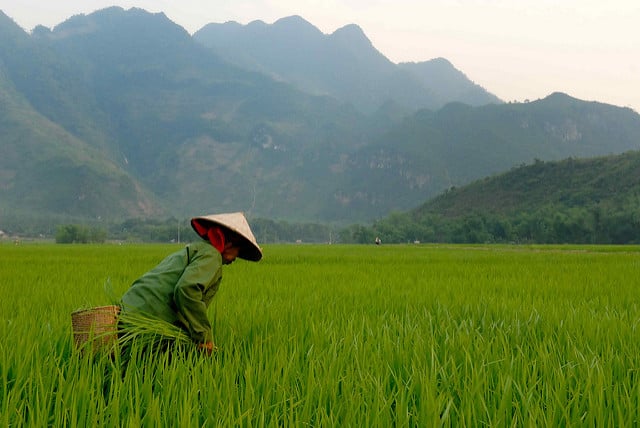 PEN-VN has started constructing a 13MW project and Conergy broken ground on a 30MW plant. Flickr: M_M