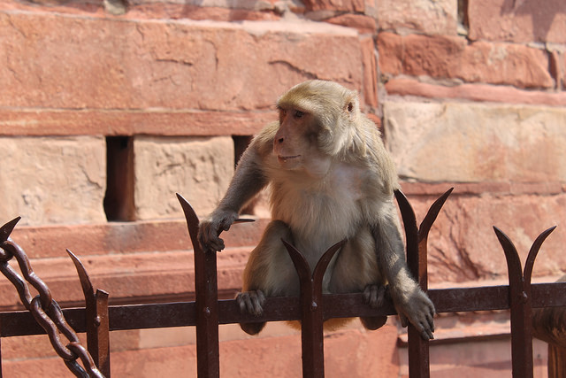 Monkey trouble is not the only quirk to India’s ambitious solar expansion. Credit: Tom Kenning