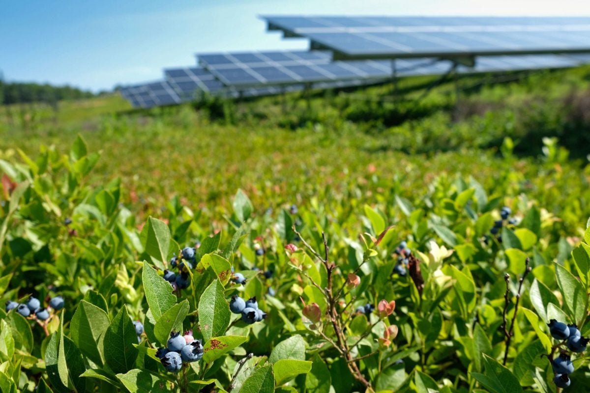 bluewave-raises-us-91-million-for-massachusetts-solar-projects