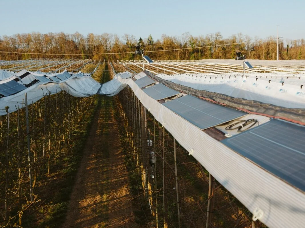 Intersolar Europe 2026: Global Solar Council launches AgriPV Task Force