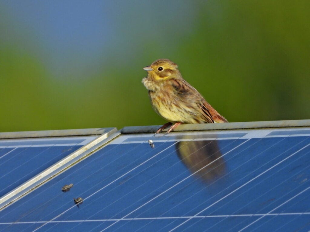 A bird on a solar panel.
