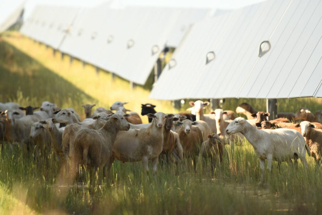 Sheep and solar panels.