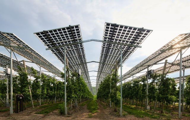 An agriPV project in Germany.