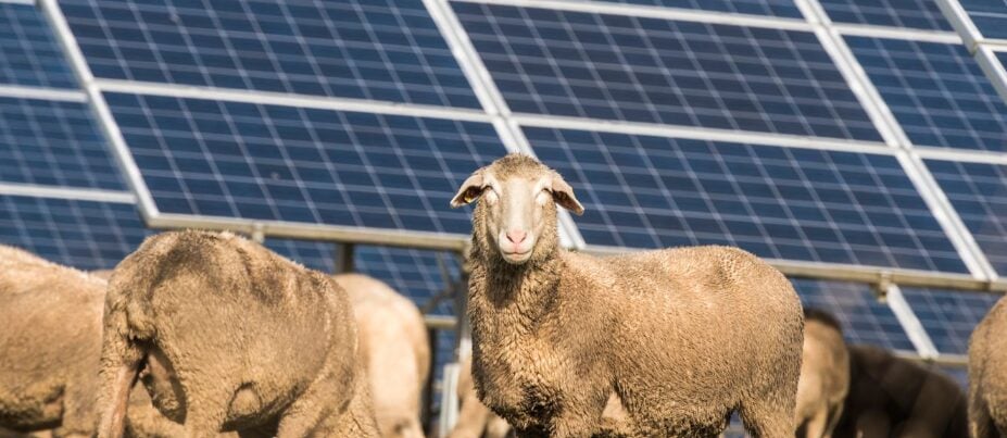 Ovejas en un proyecto solar.