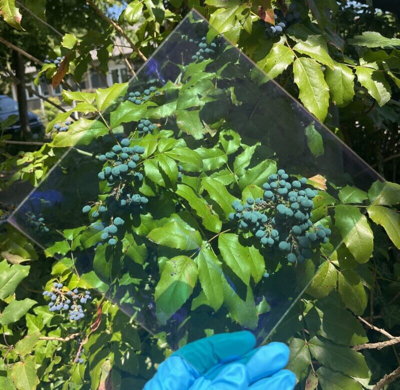 Fraunhofer ISE develops semi-transparent organic solar modules at 9.26% efficiency
