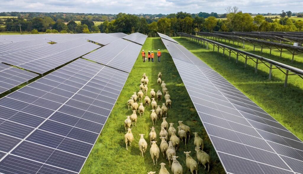 Sheep grazing through solar PV systems