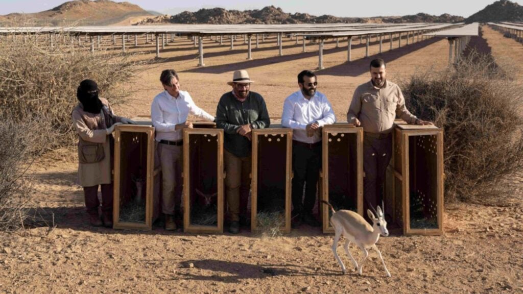 Ranger Nourah Al Aqabawai, former ASCE CEO Daniel Blanco, Reserve CEO Andrew Zaloumis, EDF Group CEO Saudi Arabia and Bahrain Omar AlDaweesh and Reserve Chief of Conservation Maen Al Smadi release a Sand gazelle into the solar plant