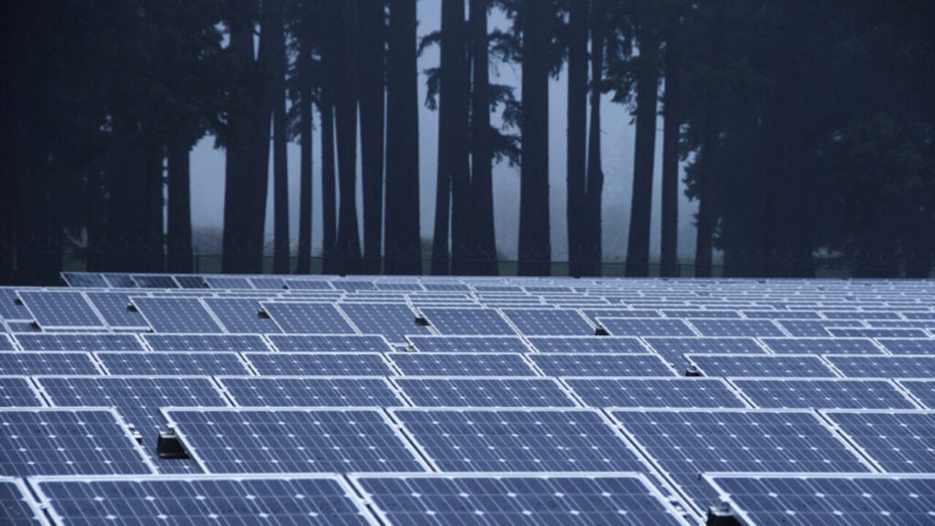 Solar modules in front of a group of trees at dusk/dawn.