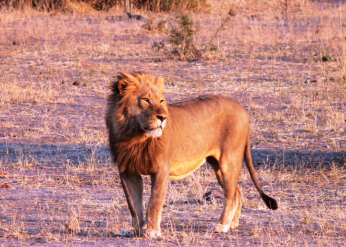 African_Lion_flickr_violator_1