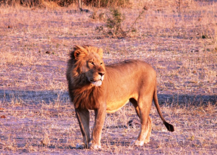 African_Lion_flickr_violator_1