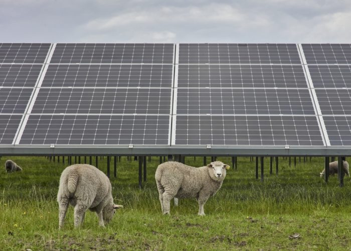 An agrophotovoltaic project from solar developer European Energy in Denmark. Image: European Energy.