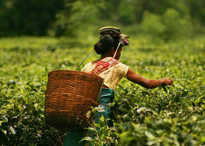 Assam_India_tea_plucker_Flcikr_Akarsh_simha