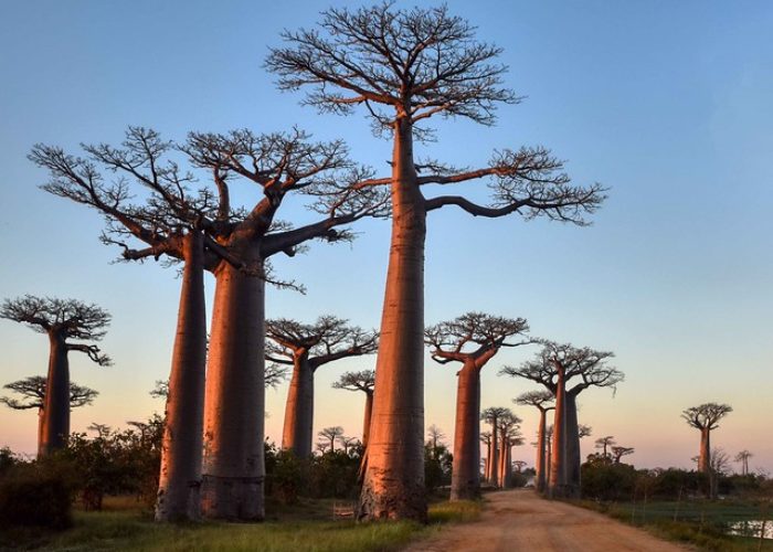 Avenue_de_baobabs_madagascar_flickr_Rod_Waddington