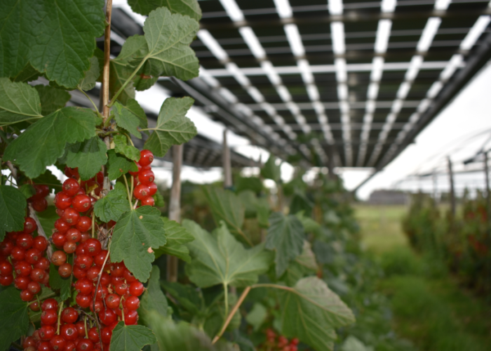 BayWa r.e. is expanding a project in the Netherlands combining solar PV and redcurrant farming. Image: BayWa r.e.
