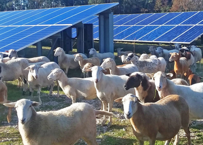 C2 Solar Sheep Pilot Program
