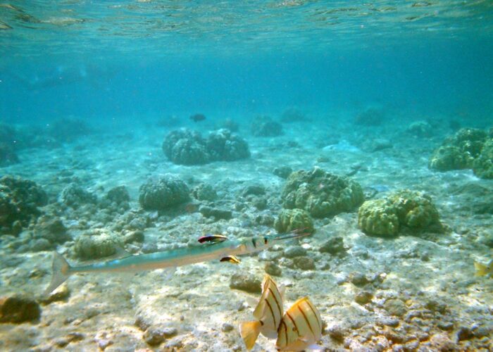 Cleaning_station_kona_hawaii_2