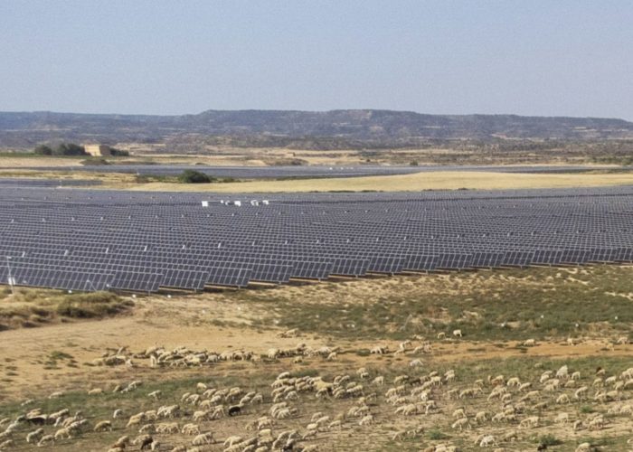 Livestock grazing next to a solar project from Galp in Spain. Galp Energía.