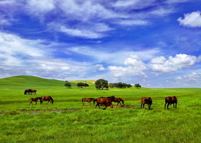 Horse_Life_-_Inner_Mongolia_Zhang_Hu