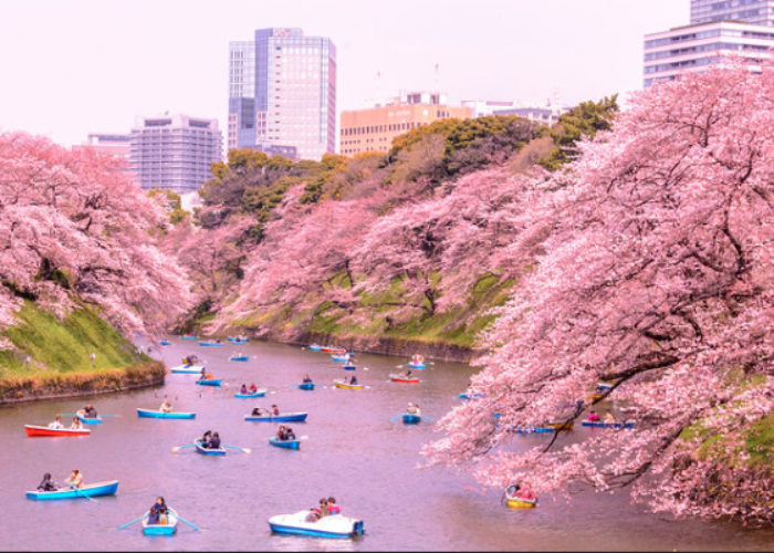 Jpan_Cherry_Blossom_flickr_Yoshikazu_Takada