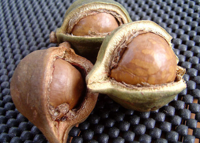 Macadamie_Nut