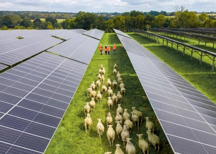 Sheep grazing through solar PV systems