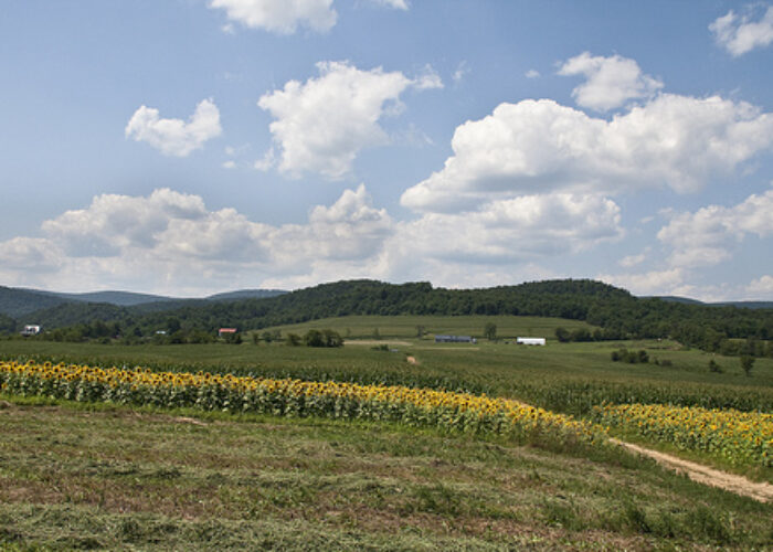 Pennsylvania_-_Muffet