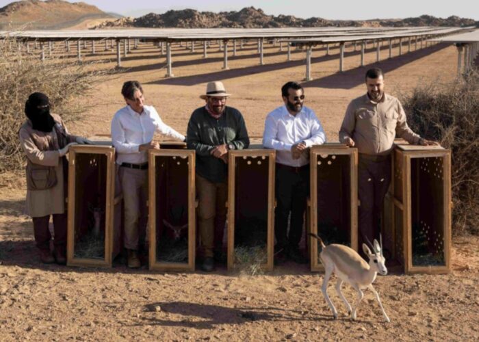 Ranger Nourah Al Aqabawai, former ASCE CEO Daniel Blanco, Reserve CEO Andrew Zaloumis, EDF Group CEO Saudi Arabia and Bahrain Omar AlDaweesh and Reserve Chief of Conservation Maen Al Smadi release a Sand gazelle into the solar plant