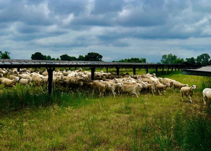 Silicon Ranch has partnered with farmers to deploy holistic land use practices at solar projects across the US. Image: Silicon Ranch.