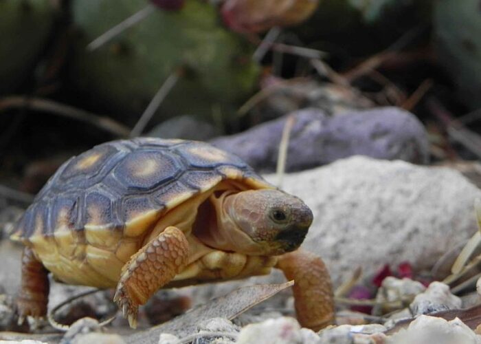 Sonoran_desert_tortoise