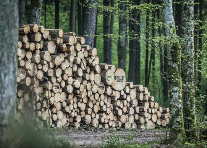 Stock_wood_image._Credit_-_Flickr_Greenpeace_Polska