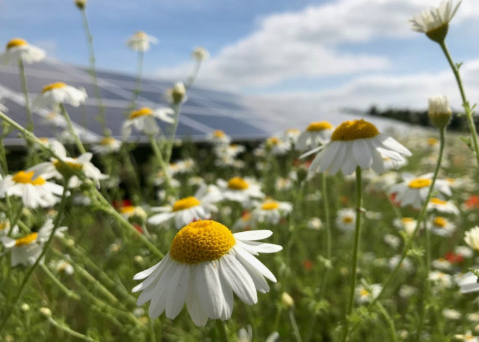 biodiversity-image-credit-G-Parker-NextEnergy-Emberton-2019