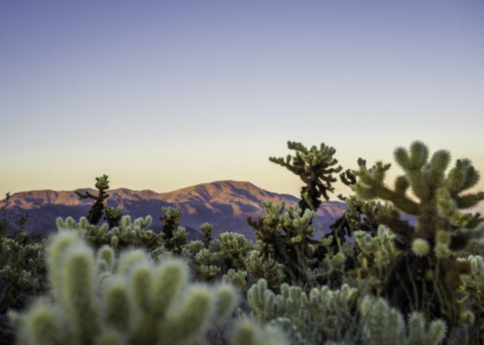 joshua-tree-cholla-cactus-garden-nps-emily-hassell