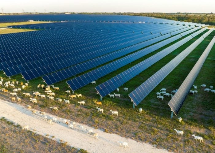 Sheep graze under First Solar modules at a Lightsource bp solar farm. image: Lightsource bp