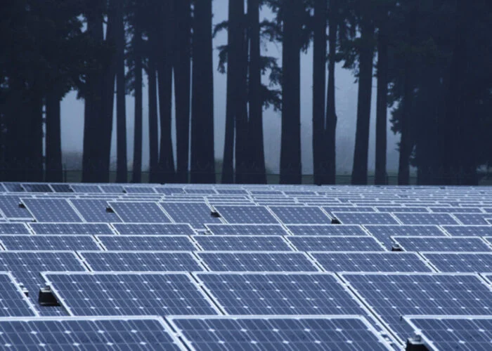 Solar modules in front of a group of trees at dusk/dawn.