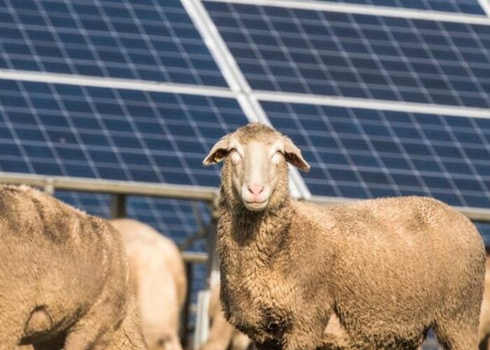 Sheep at a solar project.
